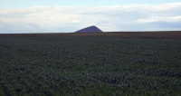 https://www.emersonculurgioni.com/files/gimgs/th-46_024.jpg